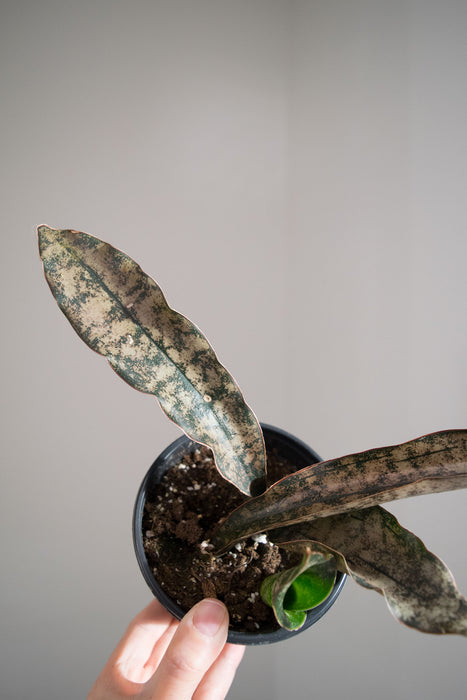 Sansevieria Kirkii 'Coppertone' - 4"