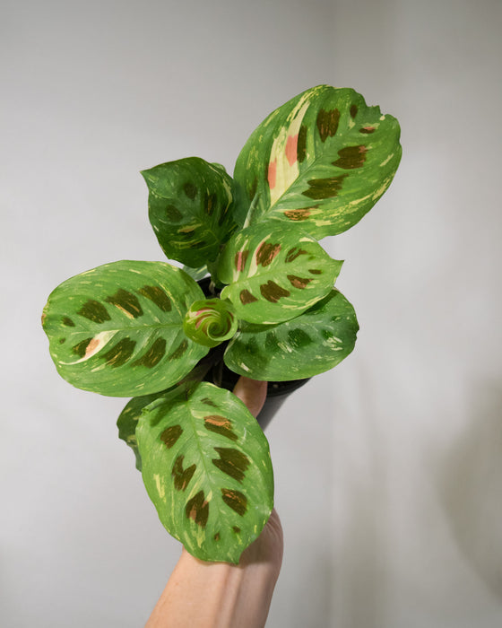 Maranta Leuc' Variegated - 4"