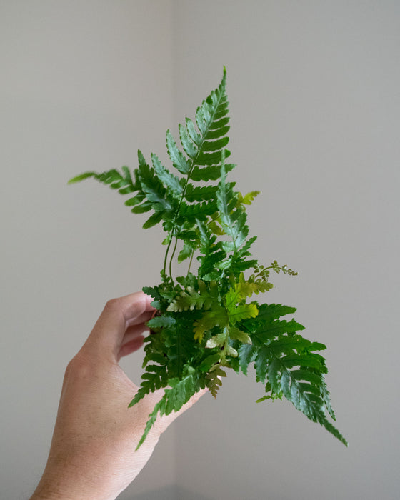 Assorted Fern - 2" (4/pk)