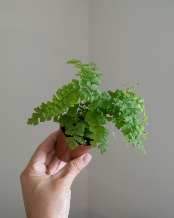 Assorted Fern - 2" (4/pk)