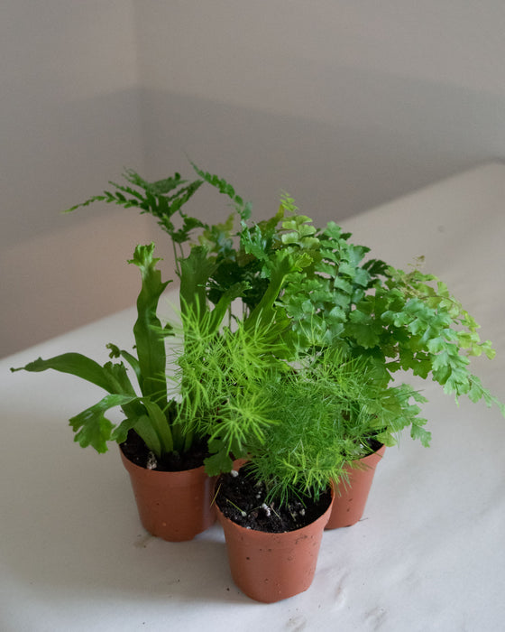 Assorted Fern - 2" (4/pk)