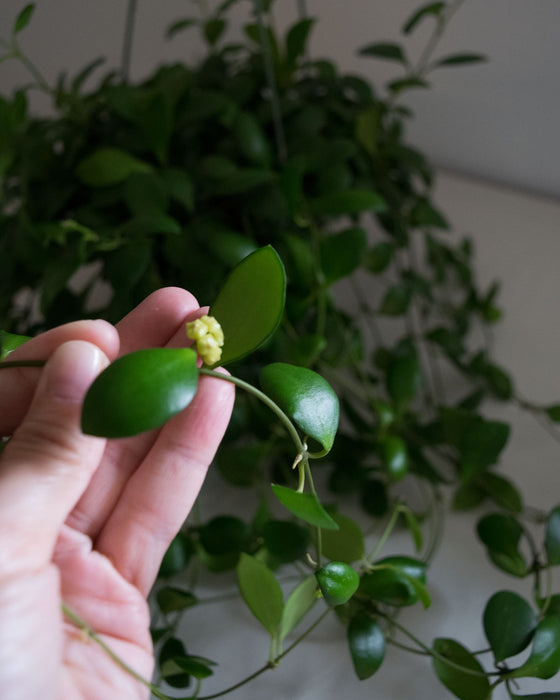 Hoya Heuschkeliana - 6" (Pick Up Only)