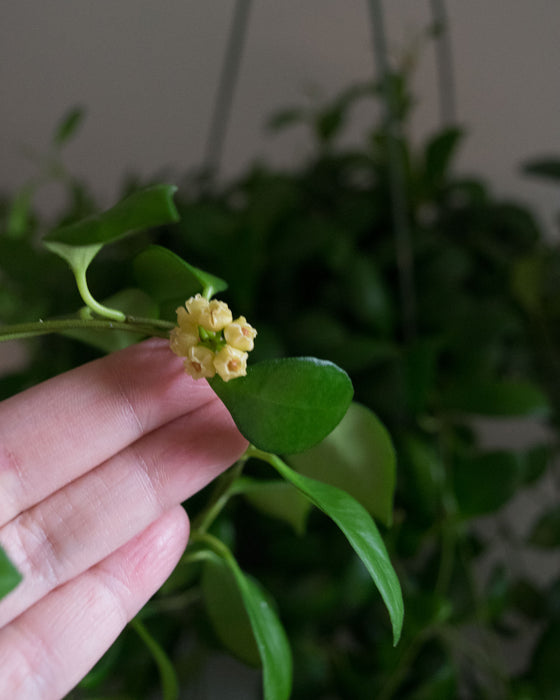 Hoya Heuschkeliana - 6" (Pick Up Only)