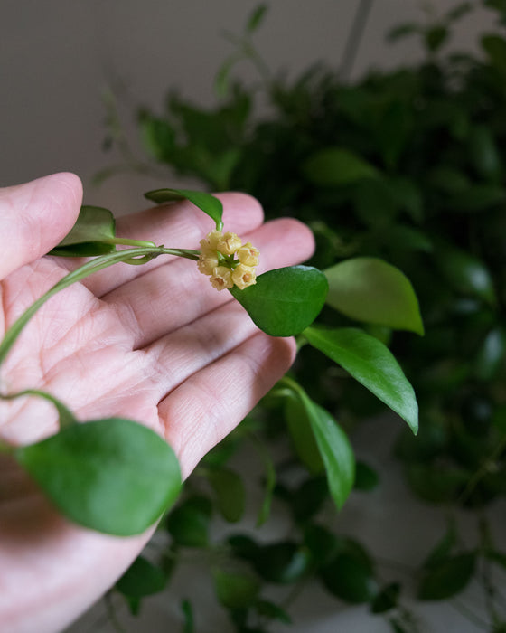 Hoya Heuschkeliana - 6" (Pick Up Only)