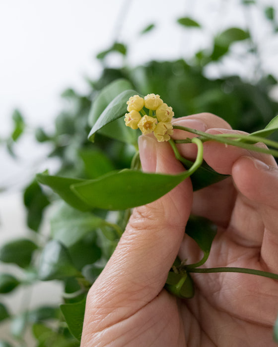 Hoya Heuschkeliana - 6" (Pick Up Only)