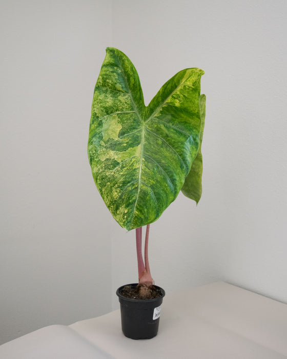 Alocasia Baginda 'Pink Dragon' Variegated - 4" (Pick Up Only)