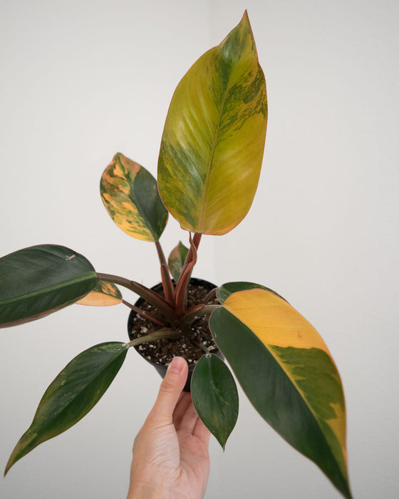 Philodendron 'Congo Red Hot' - 4"