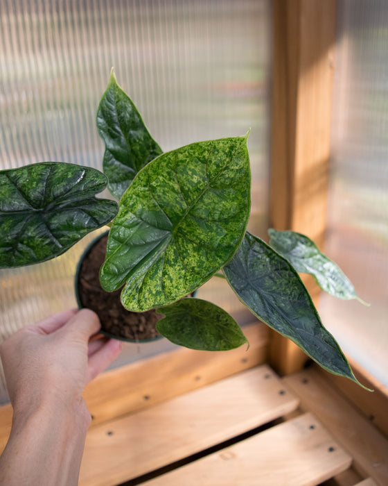 Alocasia Baginda 'Dragon Scale' Mint - 4"