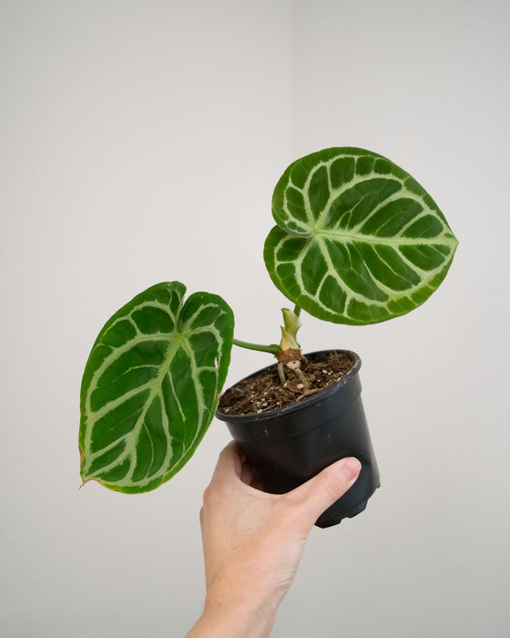 Anthurium Dorayaki 'Silver' - 4"