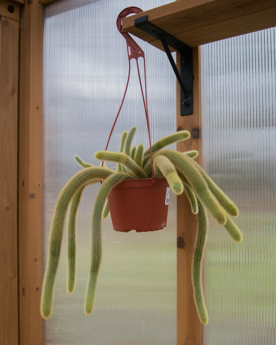 Cleistocactus Winteri 'Golden Rat Tail Cactus' - 6" (Pick Up Only)