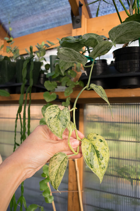 Scindapsus Pict. 'Peasun' Variegated - 2"