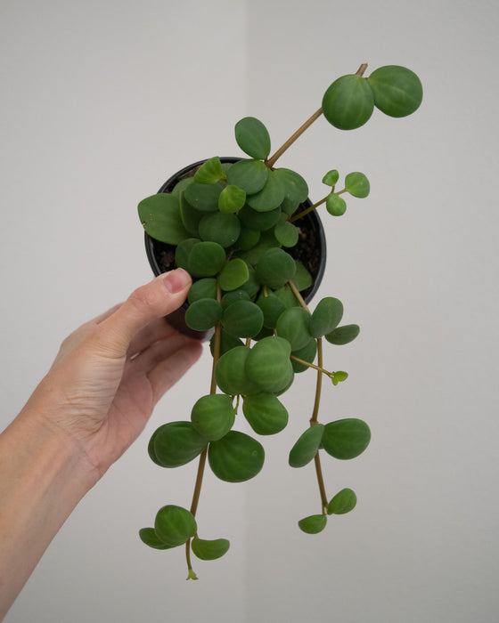 Peperomia 'Hope' - 4"