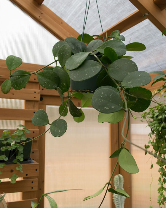 Hoya Obovata - 6" (Pick Up Only)