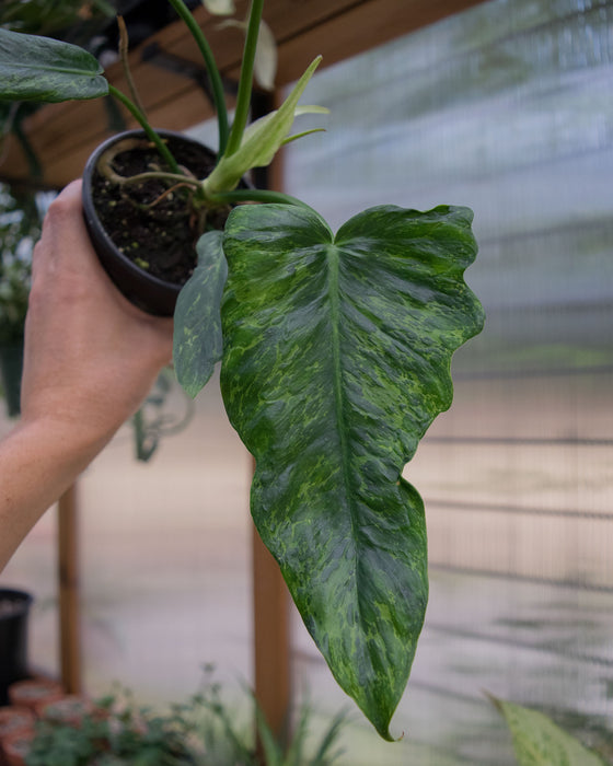 Philodendron 'Golden Dragon' - 4"