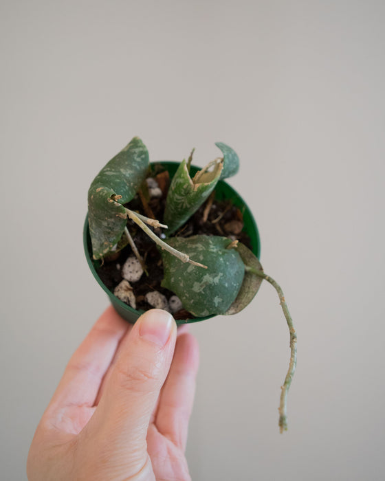 Hoya Imbricata - 3"