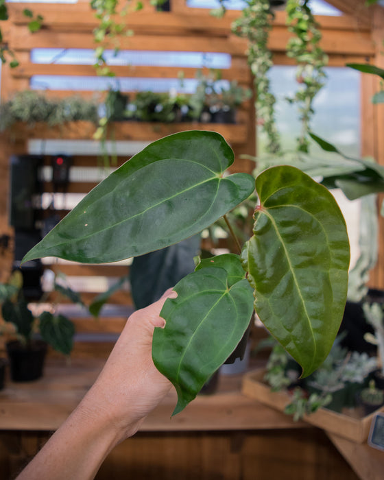Anthurium 'Red Gunsal ' - 2" (SALE)
