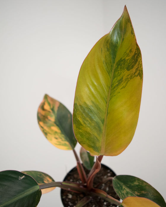 Philodendron 'Congo Red Hot' - 4"