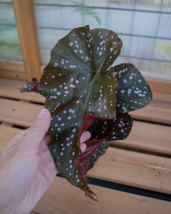 Begonia 'Cracklin Rosie' - 4"