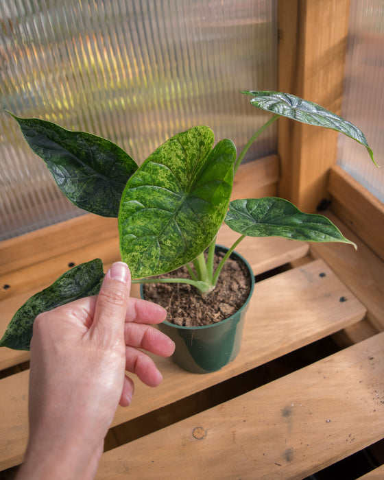 Alocasia Baginda 'Dragon Scale' Mint - 4"