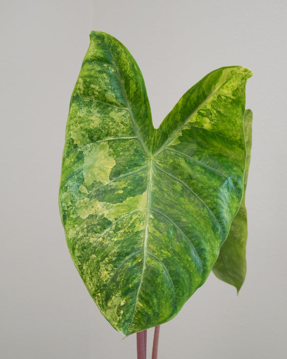 Alocasia Baginda 'Pink Dragon' Variegated - 4" (Pick Up Only)