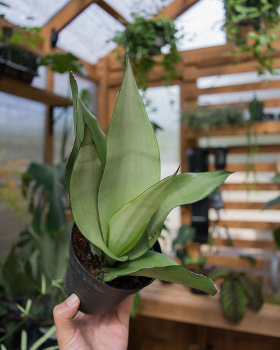 Sansevieria 'Moonshine' - 4"