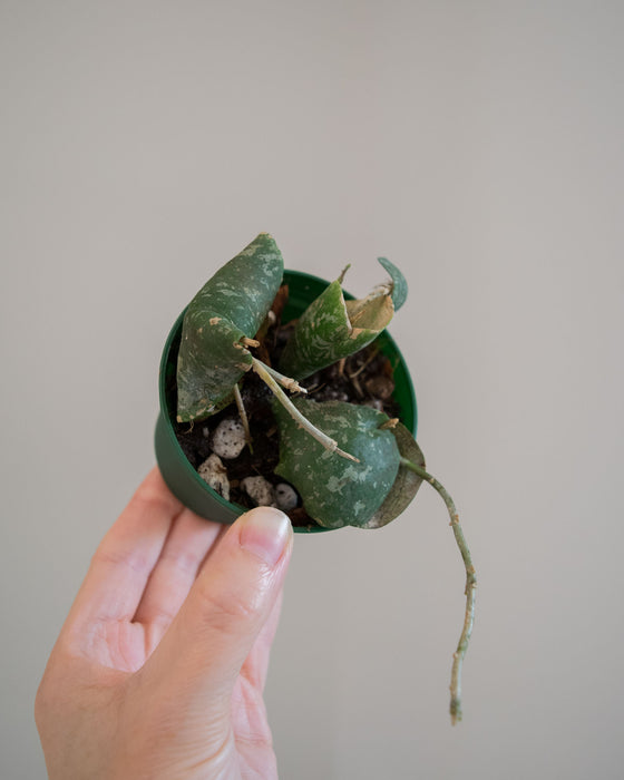 Hoya Imbricata - 3"