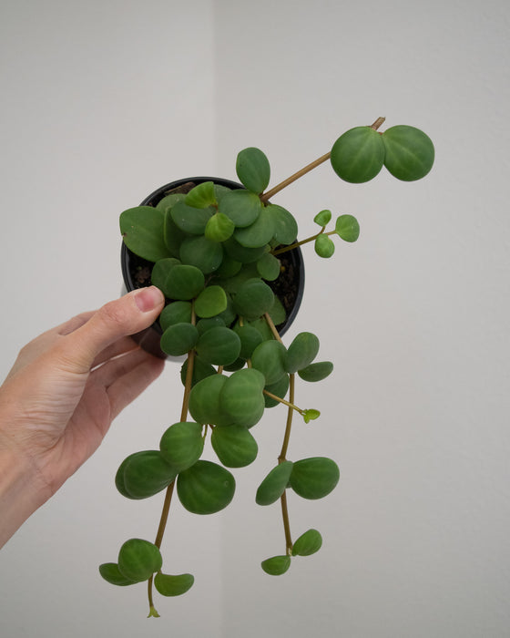 Peperomia 'Hope' - 4"