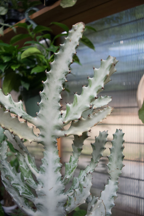 Euphorbia Lactea 'White Ghost' - 4" (Pick Up Only)