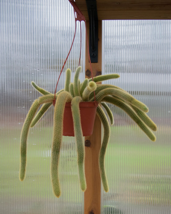 Cleistocactus Winteri 'Golden Rat Tail Cactus' - 6" (Pick Up Only)