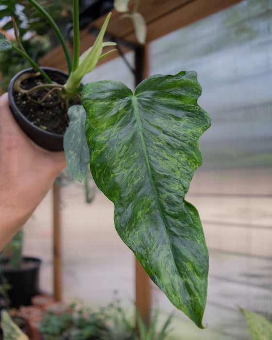 Philodendron 'Golden Dragon' - 4"