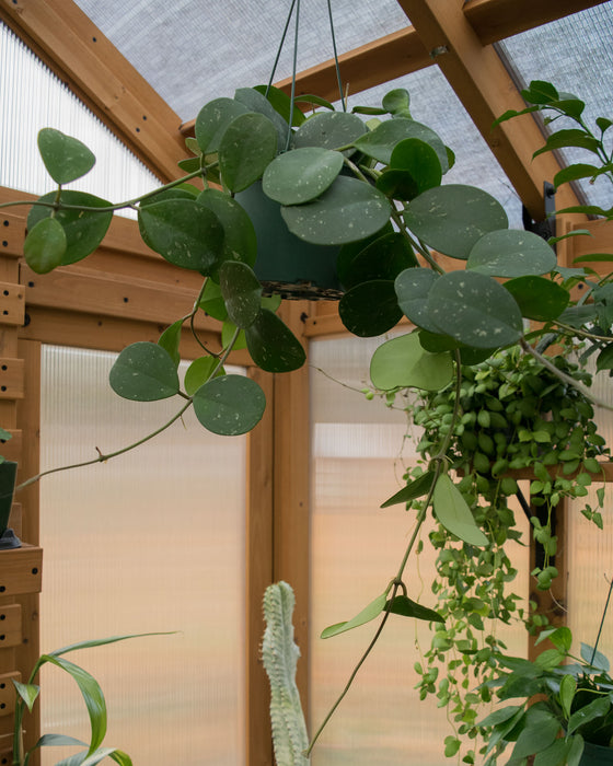 Hoya Obovata - 6" (Pick Up Only)