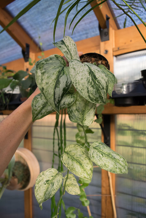 Scindapsus Pict. 'Peasun' Variegated - 2"