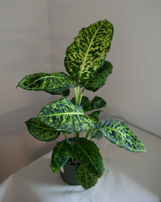 Dieffenbachia 'Reflector' - 6" (Pick Up Only)