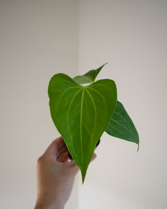 Anthurium 'Delta Force' - 2"