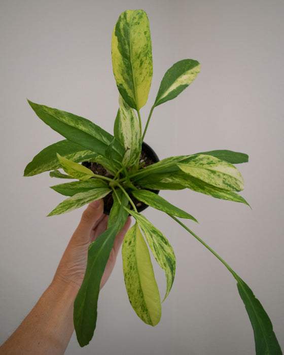 Anthurium Vittarifolium 'Variegata' - 4"