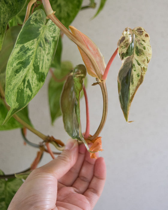 Variegated Heartleaf Philodendron  - 6" (3.5 FT) (Pick Up Only)