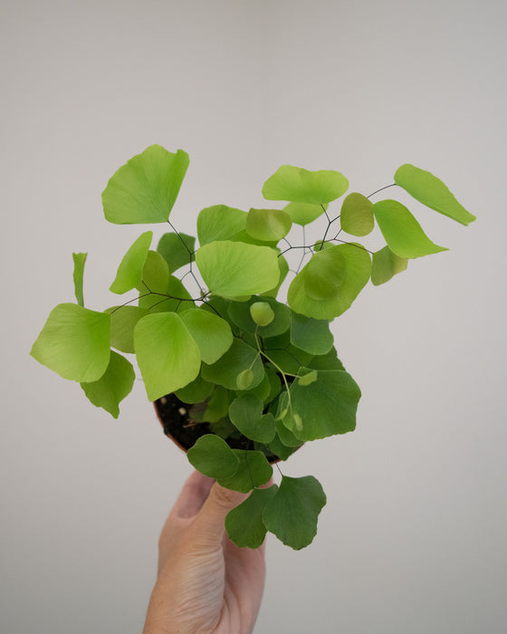 Adiantum Peruvianum 'Silver Dollar Fern' - 4"