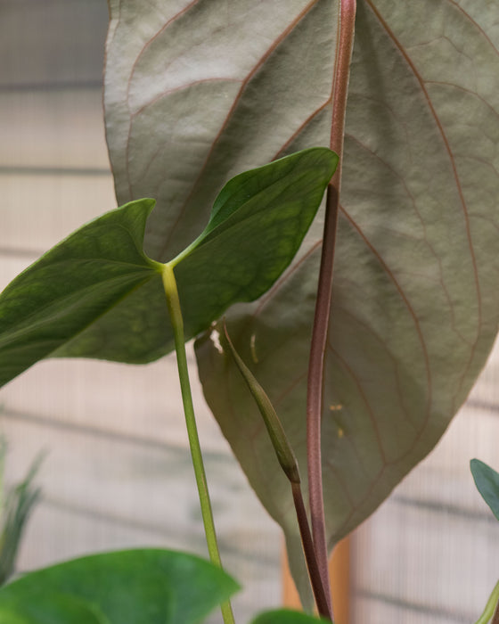 Anthurium Magnificum x Nigrolaminum 6" (Pick Up Only)