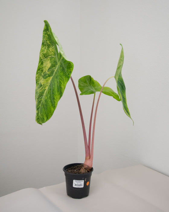 Alocasia Baginda 'Pink Dragon' Variegated - 4" (Pick Up Only)