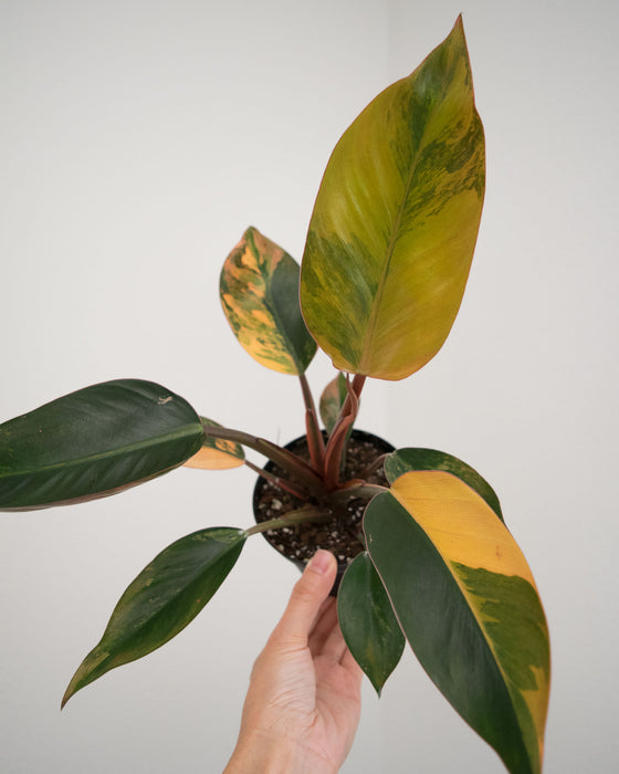Philodendron 'Congo Red Hot' - 4"
