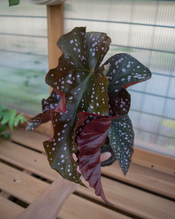 Begonia 'Cracklin Rosie' - 4"