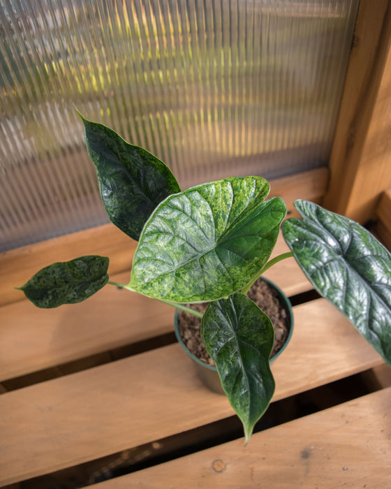 Alocasia Baginda 'Dragon Scale' Mint - 4"