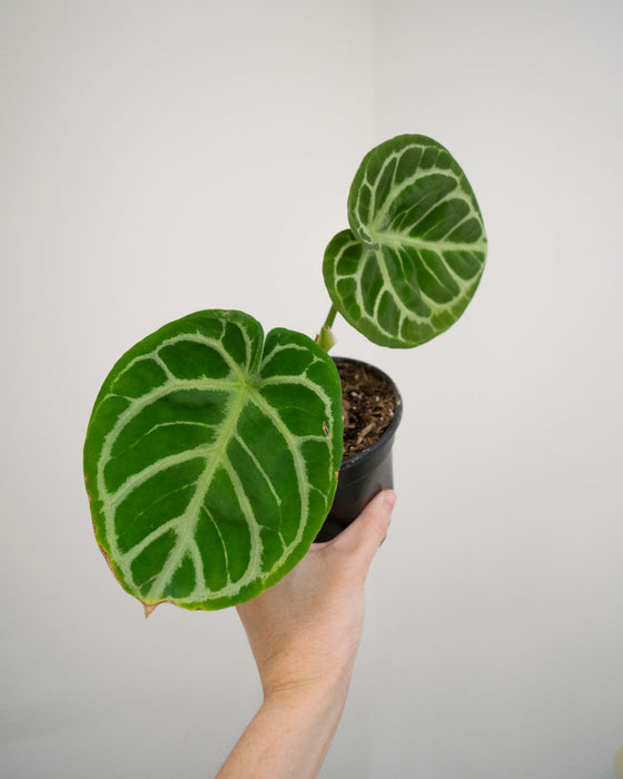 Anthurium Dorayaki 'Silver' - 4"