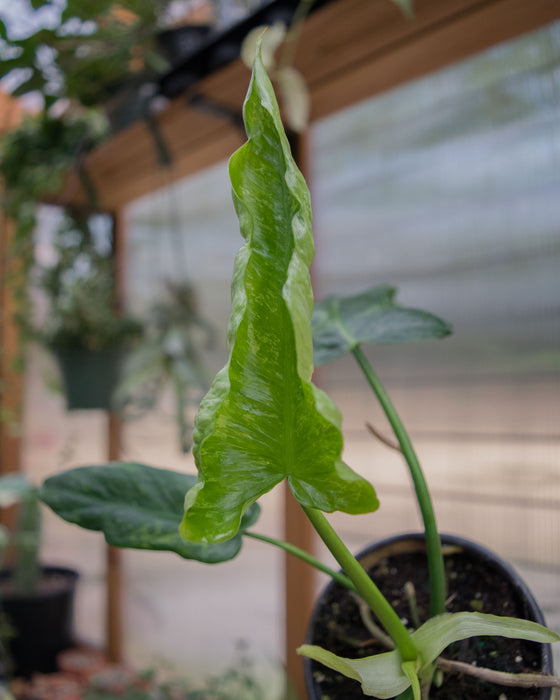 Philodendron 'Golden Dragon' - 4"