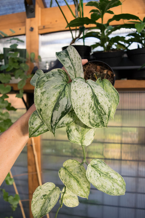 Scindapsus Pict. 'Peasun' Variegated - 2"