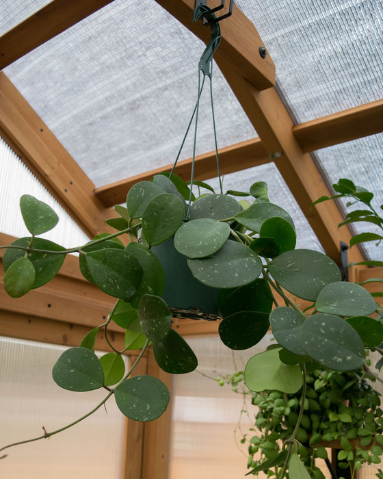 Hoya Obovata - 6" (Pick Up Only)