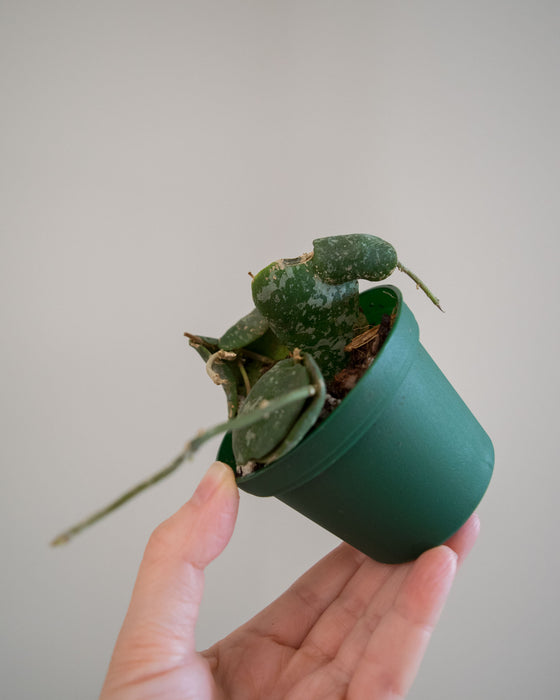 Hoya Imbricata - 3"
