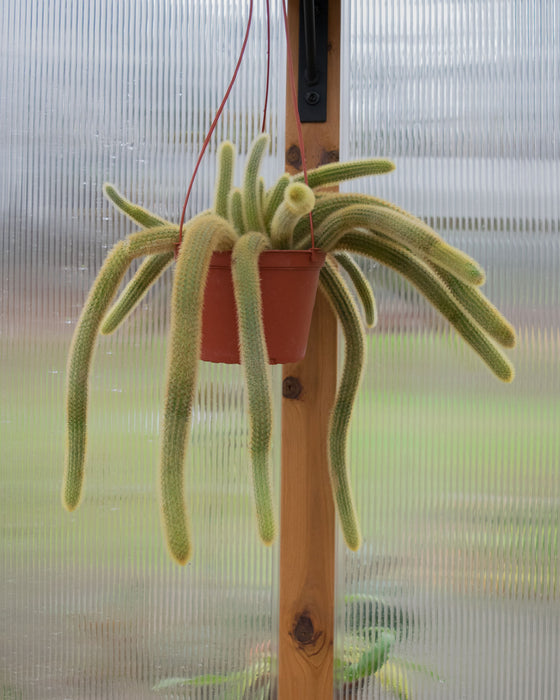 Cleistocactus Winteri 'Golden Rat Tail Cactus' - 6" (Pick Up Only)