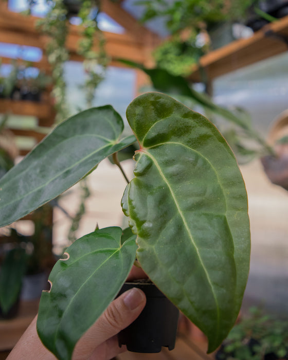 Anthurium 'Red Gunsal ' - 2" (SALE)