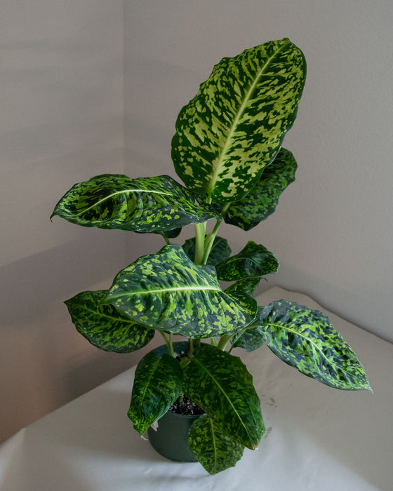 Dieffenbachia 'Reflector' - 6" (Pick Up Only)